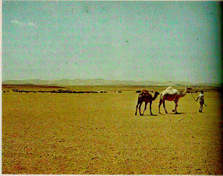 Person and two camels in a desert